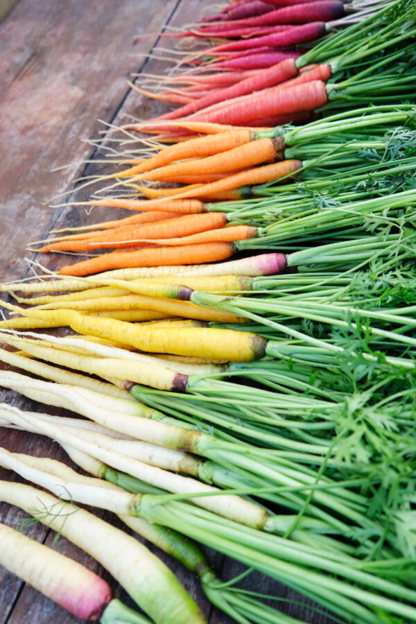 Carrot Rainbow Mix F1 - Image 3