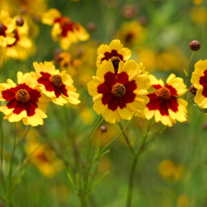 Cosmidium Burridgeanum Brunette