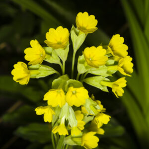 Cowslip - UK native