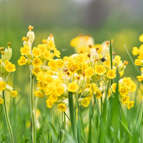 Cowslip - UK native - Image 3