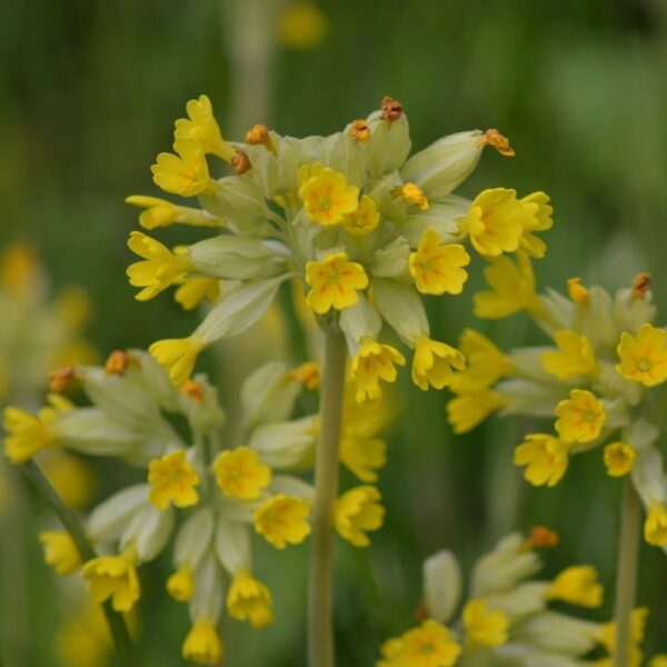Cowslip - UK native - Image 2