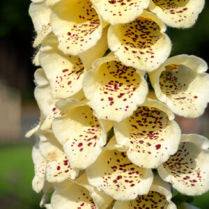 Digitalis /Foxglove - Primrose Yellow