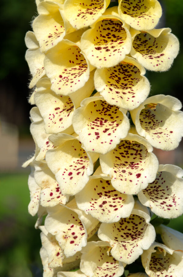 Digitalis /Foxglove - Primrose Yellow