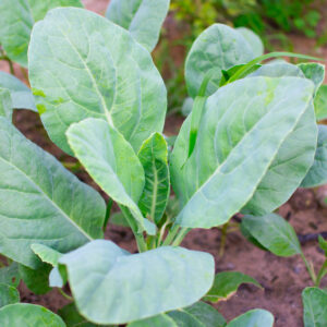 Chinese Kale- Kailaan Kichi
