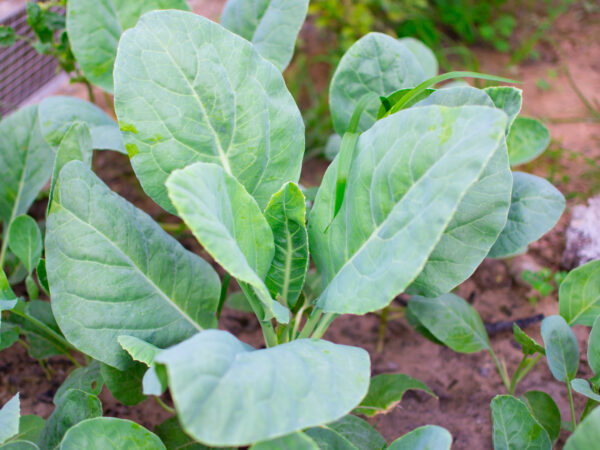 Chinese Kale- Kailaan Kichi
