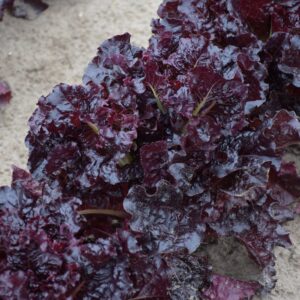 Lettuce Apache