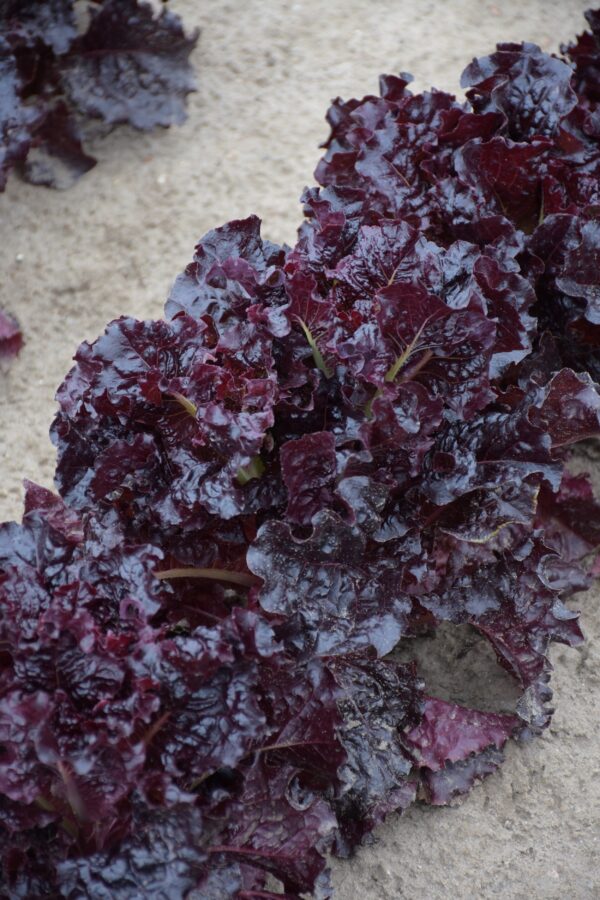 Lettuce Apache