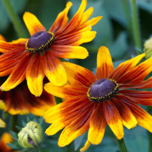 Rudbeckia Autumn Forest
