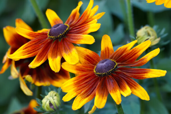 Rudbeckia Autumn Forest