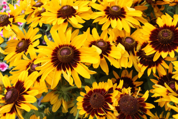 Rudbeckia Kelvedon Star - Image 2