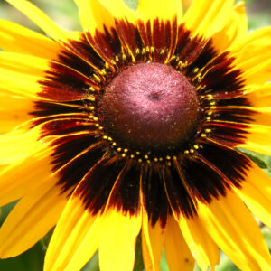 Rudbeckia Kelvedon Star