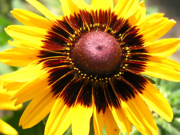 Rudbeckia Kelvedon Star