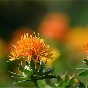 Saffron Thistle - Carthamus Tinctorius Zanzibar