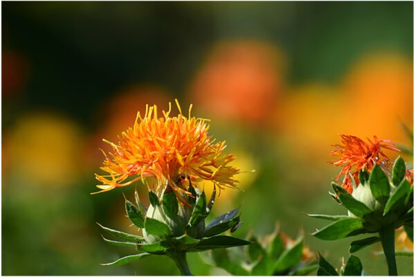 Saffron Thistle - Carthamus Tinctorius Zanzibar
