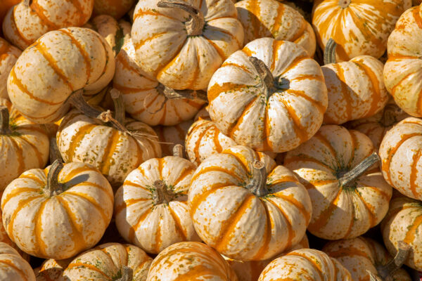 Squash Sweet Lightning F1 - Image 2