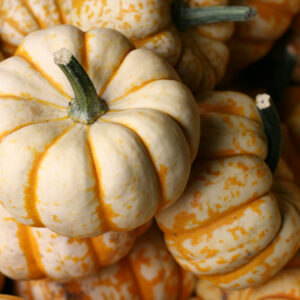 Squash Sweet Lightning F1