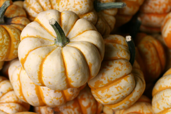 Squash Sweet Lightning F1