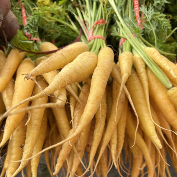 bunches of long, narrow, yellow carrots with pale green stems
