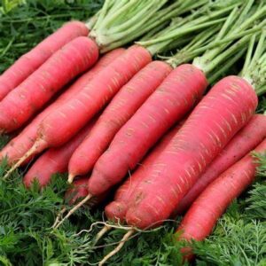 deep burgundy carrots sat on a bed of frilly leaves