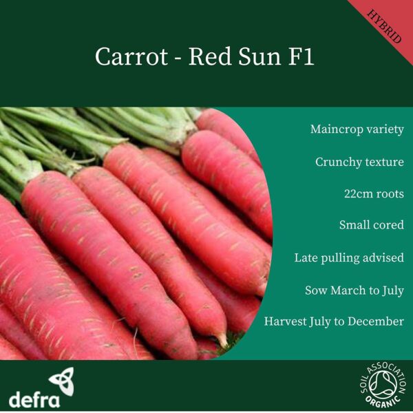 Carrot Red Sun F1 - Image 2