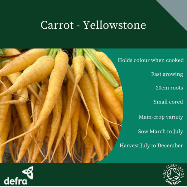 Carrot Solar Yellow - Image 3