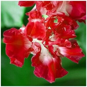 Morning Glory Ipomoea Ruffled Red