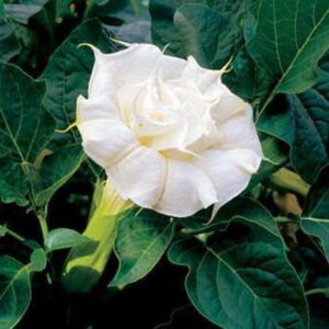 Datura Metel - Double White
