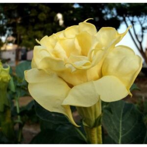 Datura Metel - Double Yellow