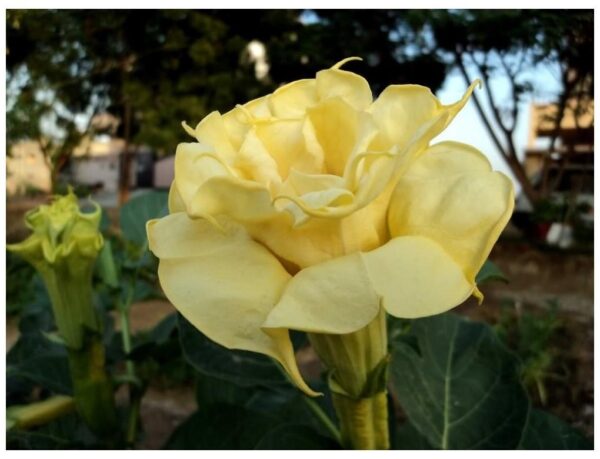 Datura Metel - Double Yellow