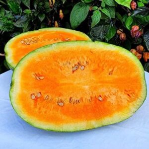 Watermelon Orangeglo