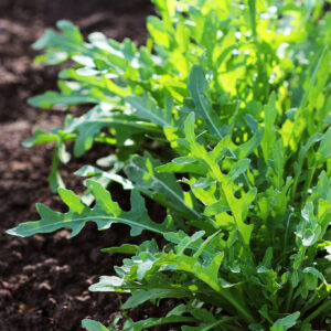 Organic Rocket Salad Cultivated