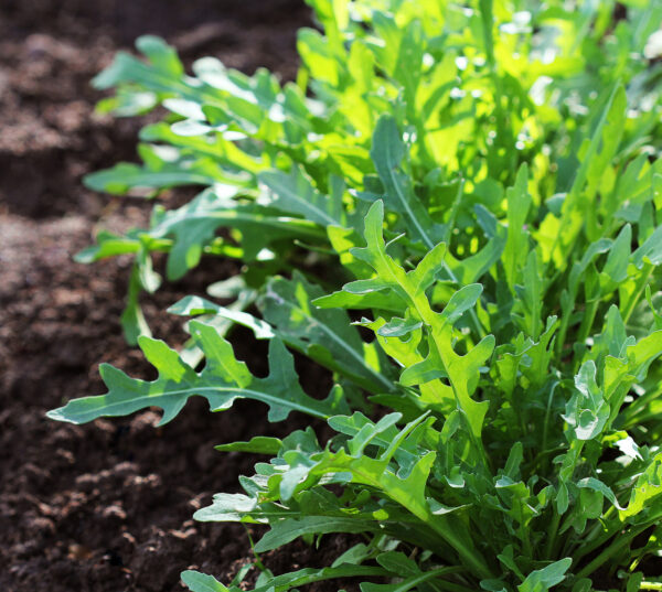 Organic Rocket Salad Cultivated