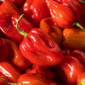 Hot Chilli Pepper- Habanero Red