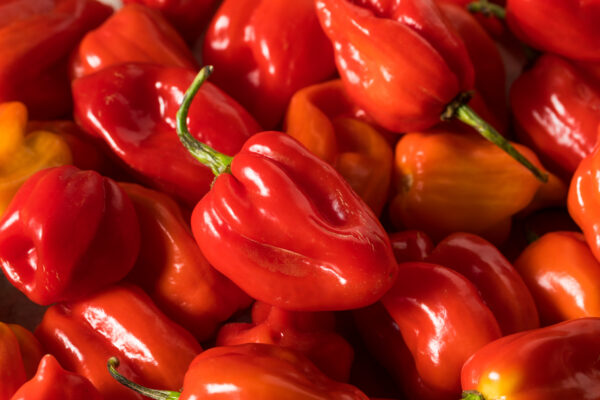Hot Chilli Pepper- Habanero Red