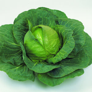 Cabbage Elisa F1
