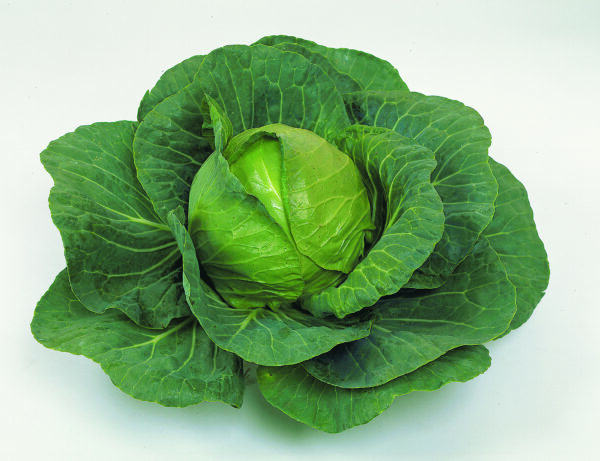 Cabbage Elisa F1