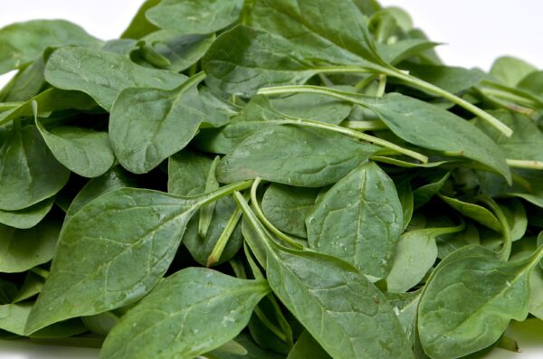 Spinach Helios F1
