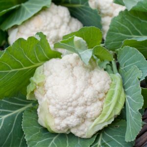 Cauliflower White Excel F1