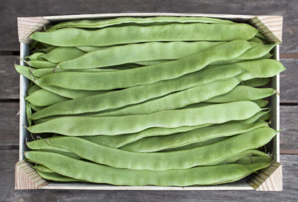 Climbing Bean Helda - Image 2