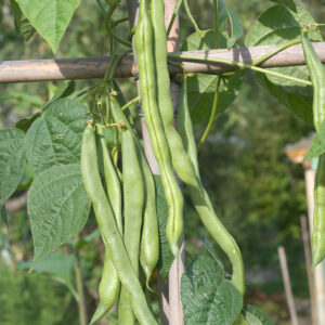 Climbing Bean Helda