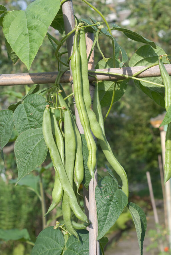 Climbing Bean Helda