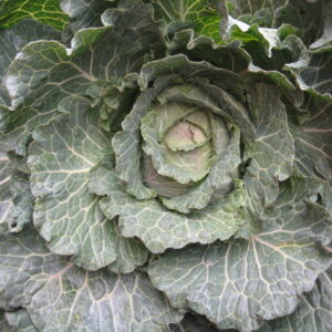 Organic Cabbage Brunswick Heirloom 