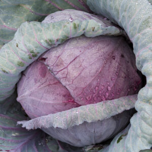 Cabbage - Organic