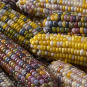 CORN GLASS GEM