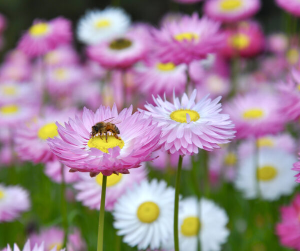 Helipterum Roseum Giant Flower Mix - Image 2