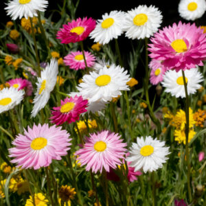 Helipterum Roseum Giant Flower Mix