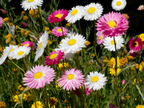 Helipterum Roseum Giant Flower Mix
