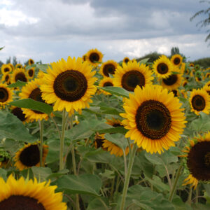 Organic Sunflower - Taiyo
