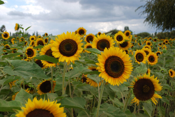 Organic Sunflower - Taiyo