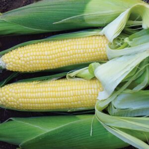 Sweetcorn Bodacious F1